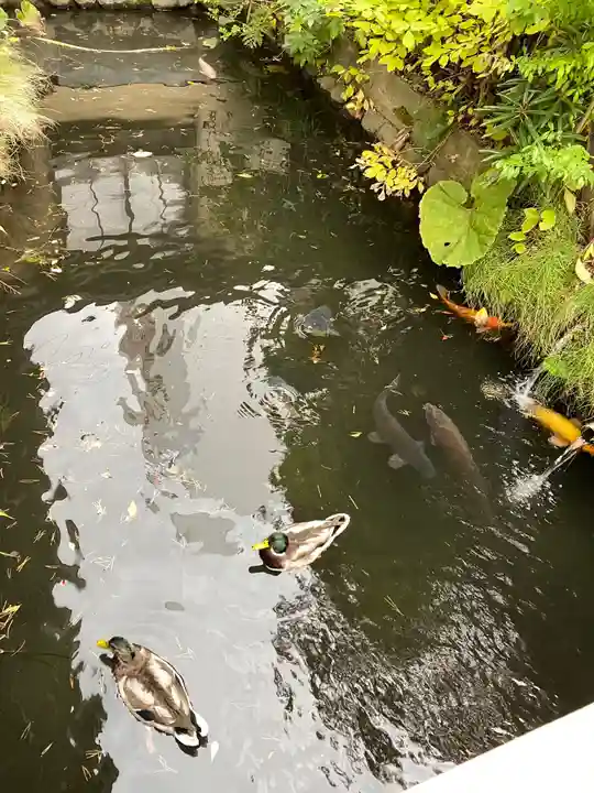 善知鳥神社の動物