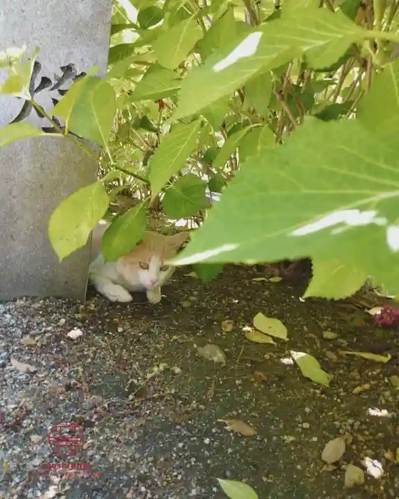 立志神社(滋賀県)