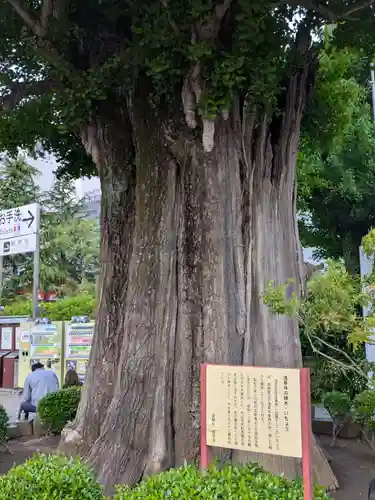 浅草寺(東京都)