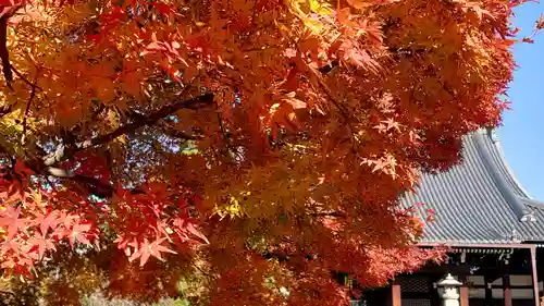 妙顯寺（妙顕寺）(京都府)