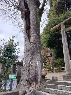 所澤神明社(埼玉県)
