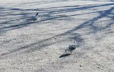 岩神稲荷神社の動物