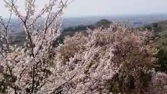 唐澤山神社の自然