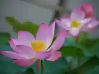 極楽山 浄土寺の自然