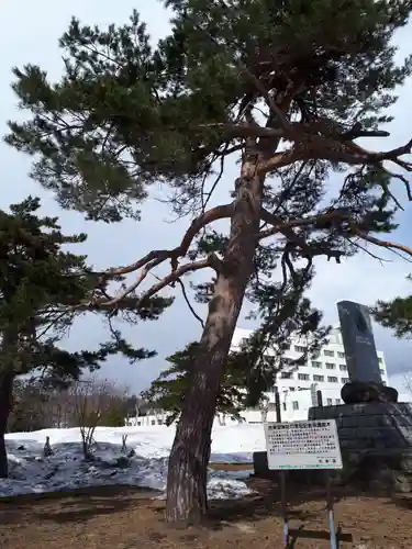 市来知神社の自然