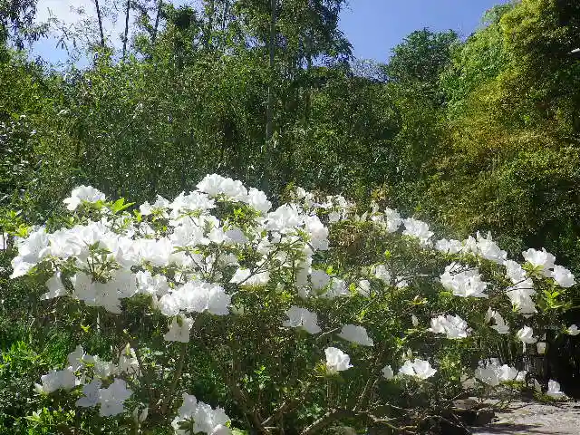 安國論寺(安国論寺)の自然