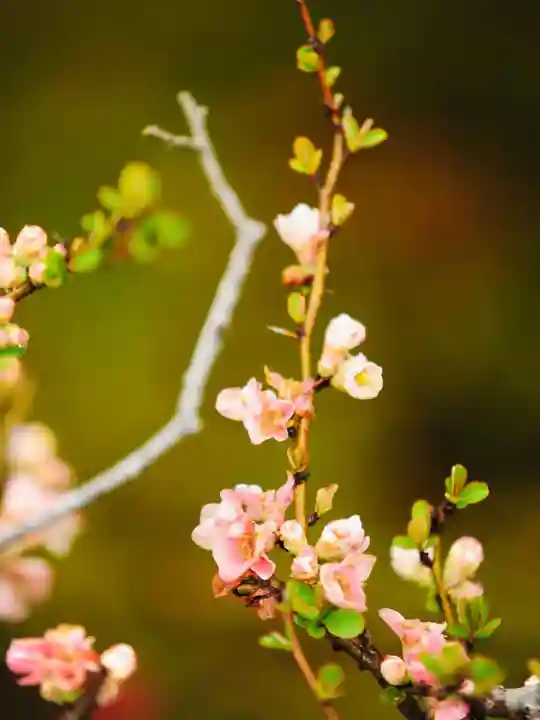 浄土寺(兵庫県)