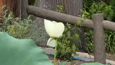 常泉寺(埼玉県)