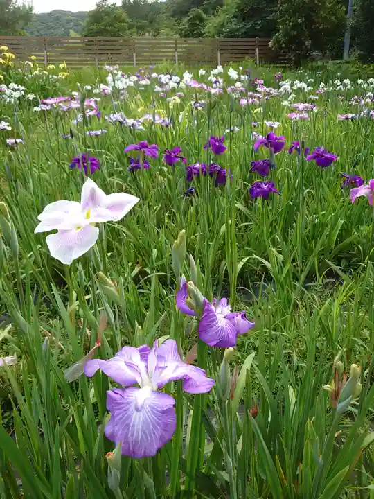 小國神社の自然