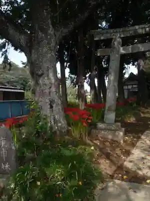 駒形神社の自然