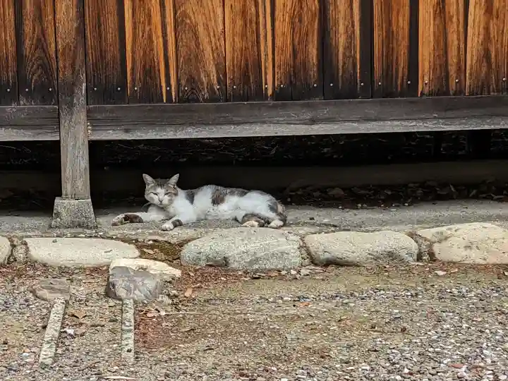 八幡社(柏井町)の動物