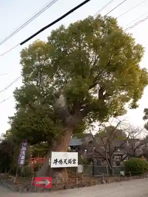 牛嶋天満宮(佐賀県)