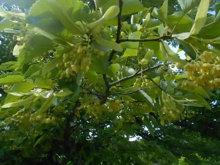 浄光明寺の自然