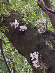 崇禅寺の自然