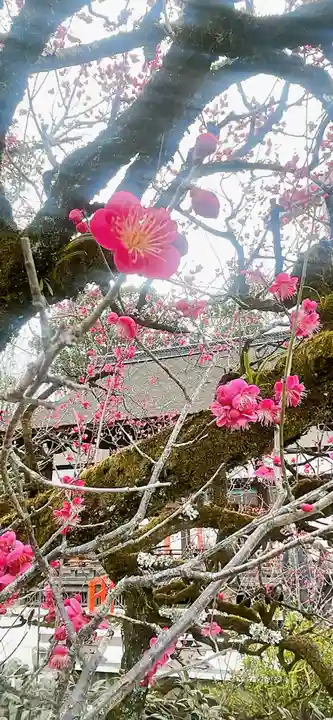 賀茂御祖神社(下鴨神社)(京都府)