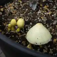 成田山大照寺(北海道)