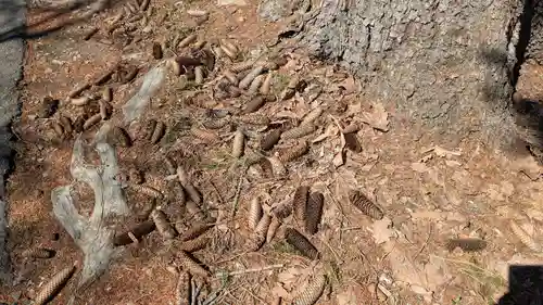 鷹栖神社の自然