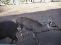 相州春日神社の動物