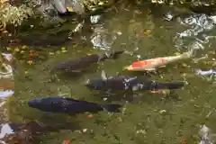 北海道護國神社の動物