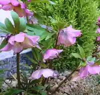 寿量山 速成寺の自然