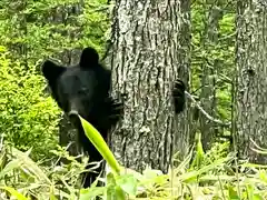 山家神社奥宮の動物