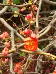 千葉神社の自然