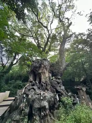 來宮神社(静岡県)