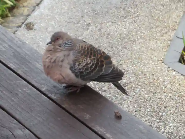 前橋東照宮(群馬県)