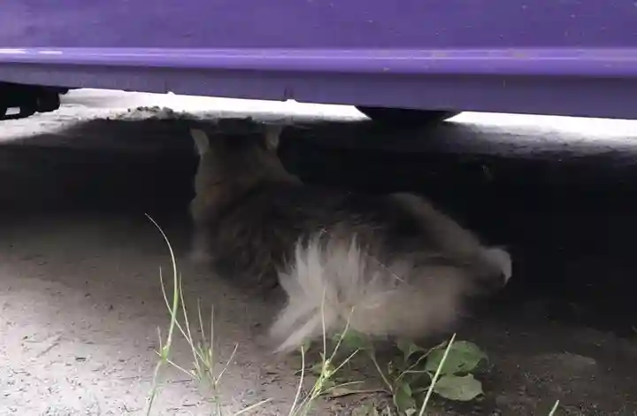 豊平神社の動物