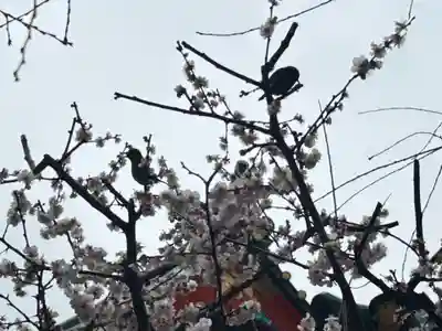 神田神社（神田明神）(東京都)