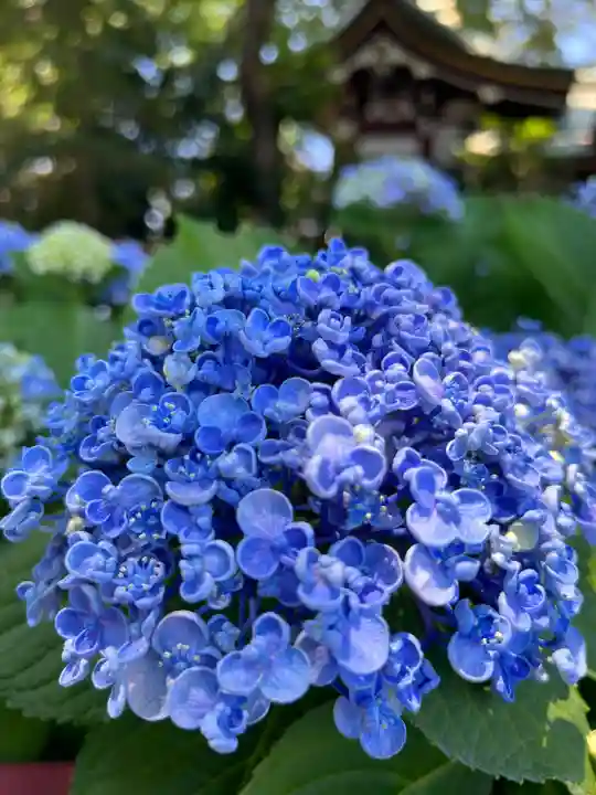 川越八幡宮(埼玉県)