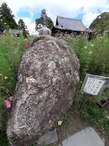 般若寺 ❁﻿コスモス寺❁(奈良県)
