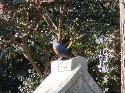 住吉神社の動物
