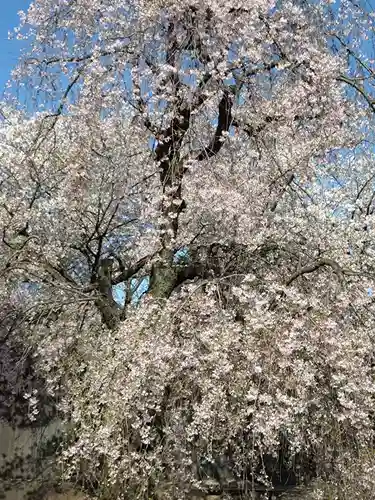 護国寺(東京都)