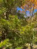 高野山霊寳館の自然