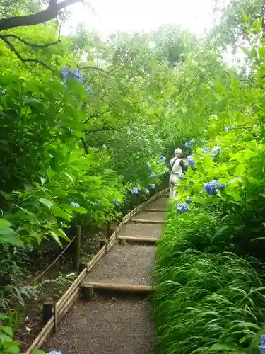 明月院の庭園