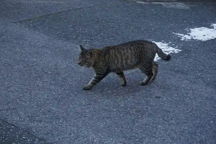 稲園山 七寺の動物