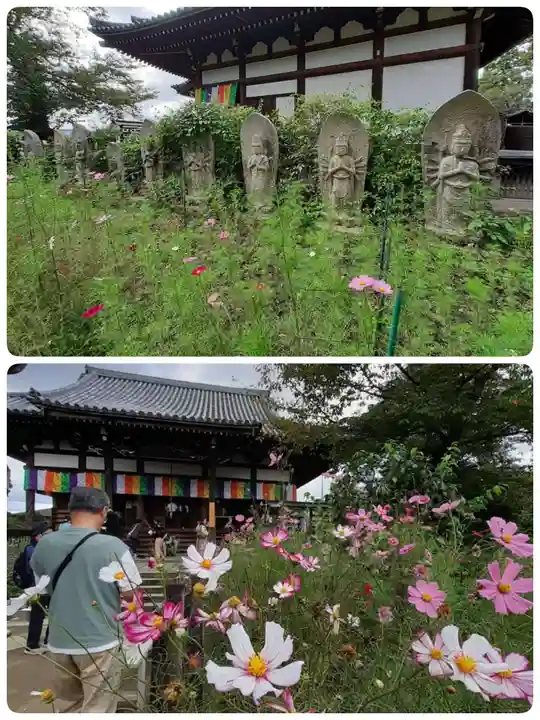 般若寺 ❁コスモス寺❁(奈良県)