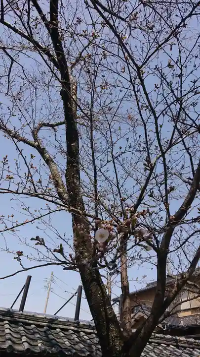 大平八幡宮の自然