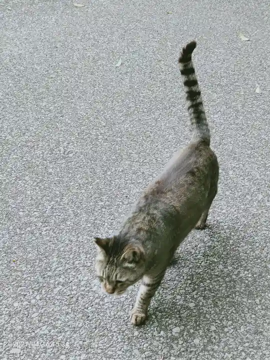 唐澤山神社の動物