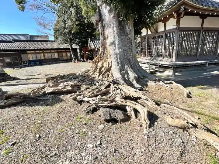 八幡神社の自然