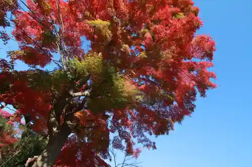 開成山大神宮の自然