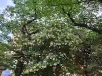 萩中神社(東京都)