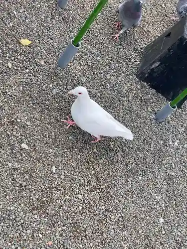 鶴岡八幡宮の動物