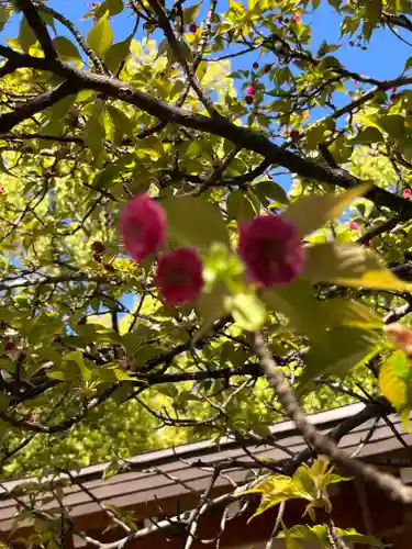 平野神社(京都府)