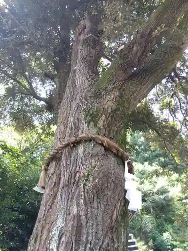 毛谷黒龍神社(福井県)