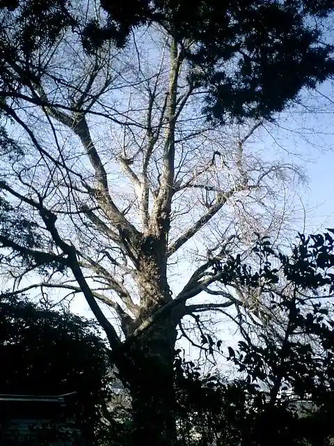 荏柄天神社の自然