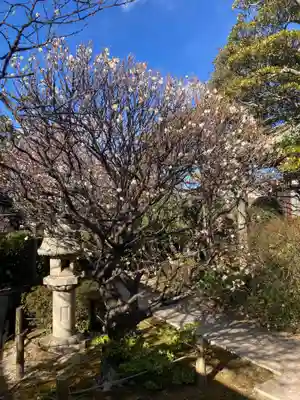 観音蜜寺(神奈川県)
