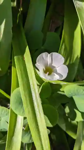 極楽寺(愛知県)