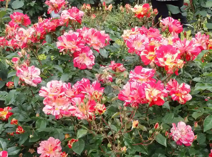 大國神社(東京都)